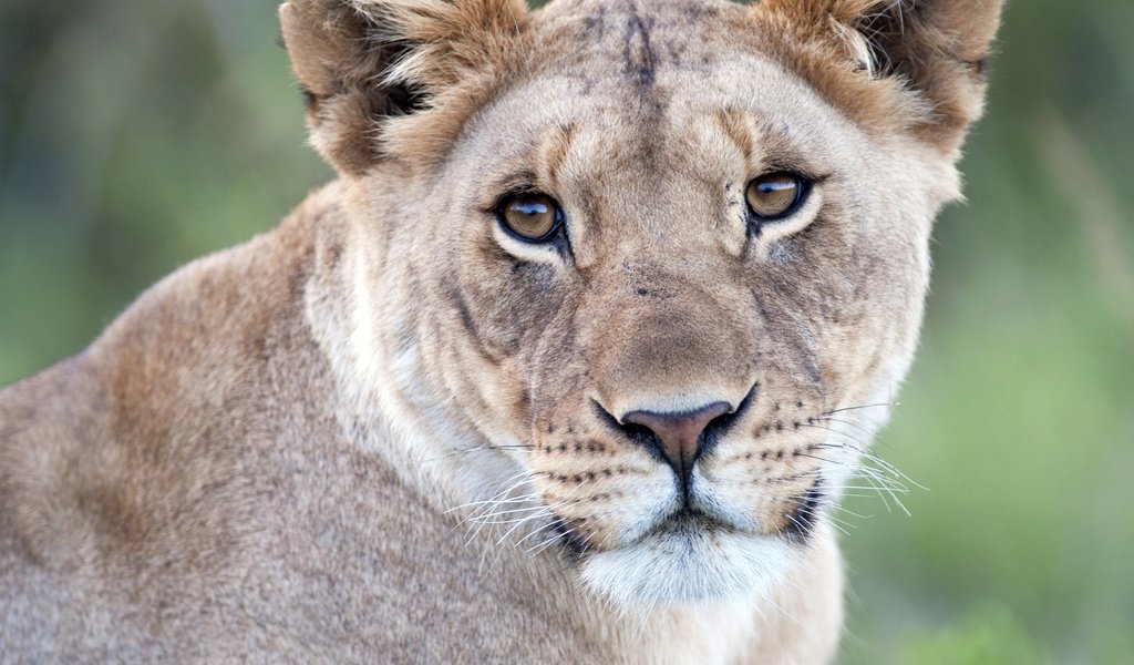 Обои взгляд, хищник, львы, львица, большие кошки, look, predator, lions, lioness, big cats разрешение 2537x2060 Загрузить