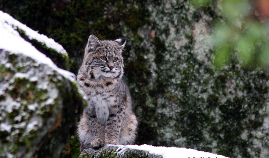 Обои снег, зима, рысь, дикая кошка, йосемитский национальный парк, snow, winter, lynx, wild cat, yosemite national park разрешение 2880x1800 Загрузить