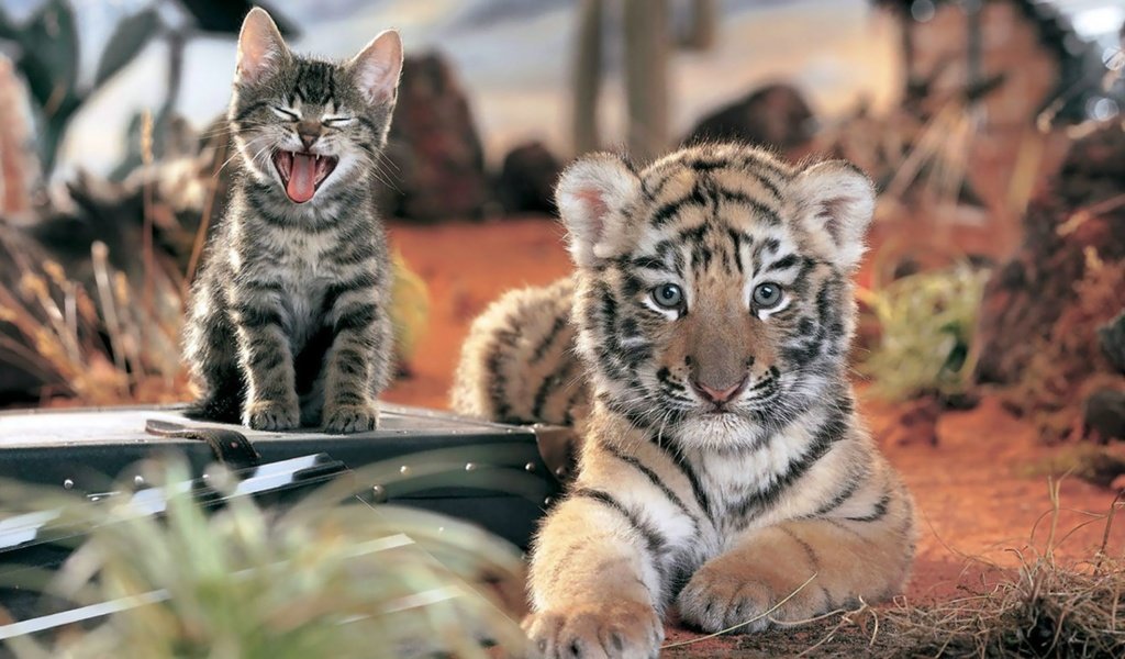 Обои тигр, кот, кошка, взгляд, котенок, тигренок, мордочки, tiger, cat, look, kitty, faces разрешение 2000x1125 Загрузить