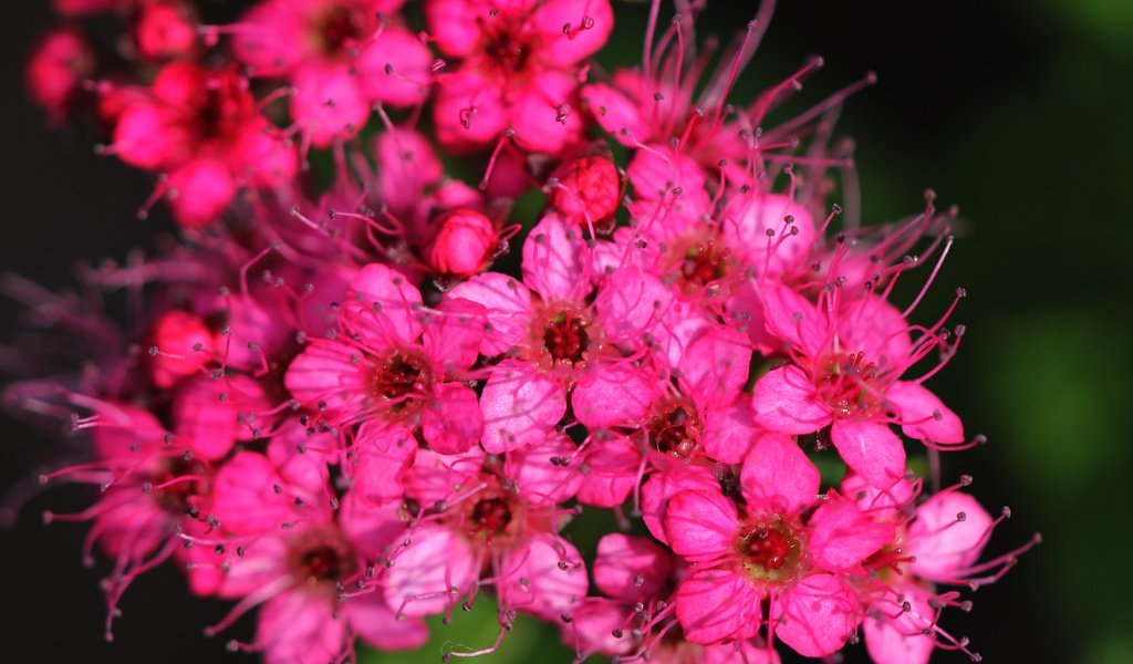 Обои цветы, макро, лепестки, ярко, розовые цветы, спирея, flowers, macro, petals, bright, pink flowers, spiraea разрешение 4144x3392 Загрузить
