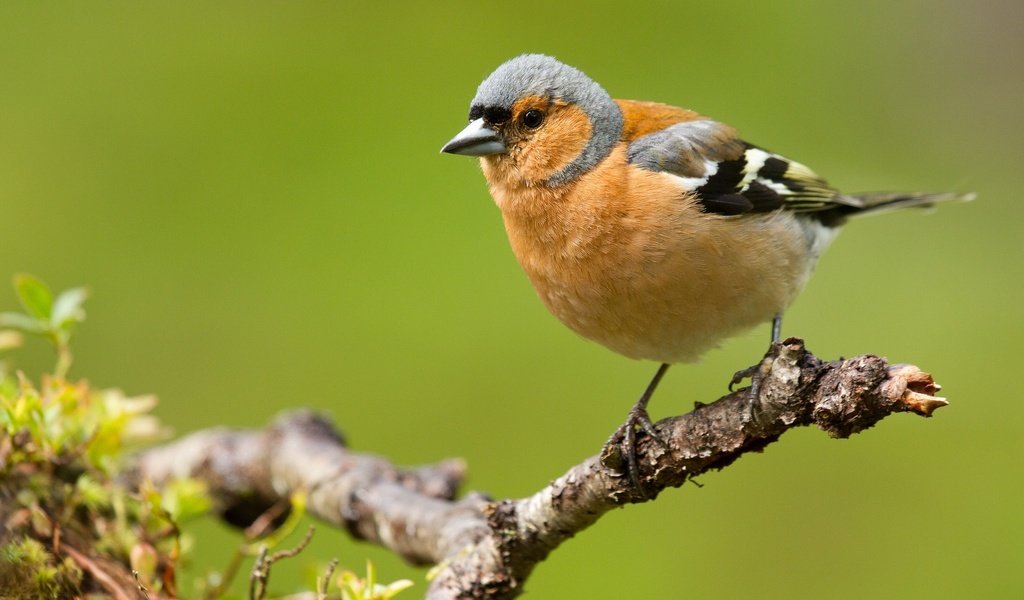 Обои ветка, природа, птицы, зяблик, branch, nature, birds, chaffinch разрешение 2048x1328 Загрузить