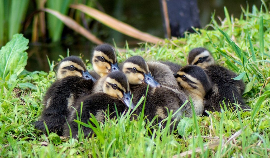 Обои трава, птицы, утята, утки, grass, birds, ducklings, duck разрешение 2048x1371 Загрузить