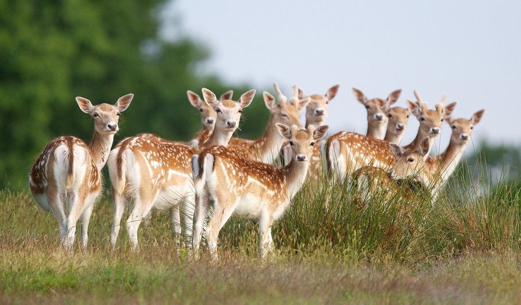 Обои трава, природа, олени, стадо, молодые, оленята, пятнистый олень, grass, nature, deer, the herd, young, fawns разрешение 2048x1365 Загрузить