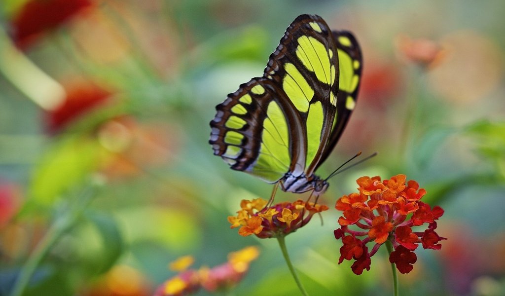 Обои макро, цветок, бабочка, крылья, насекомые, macro, flower, butterfly, wings, insects разрешение 2034x1386 Загрузить