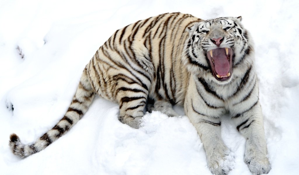 Обои тигр, снег, зима, белый, зубы, пасть, tiger, snow, winter, white, teeth, mouth разрешение 2600x1730 Загрузить