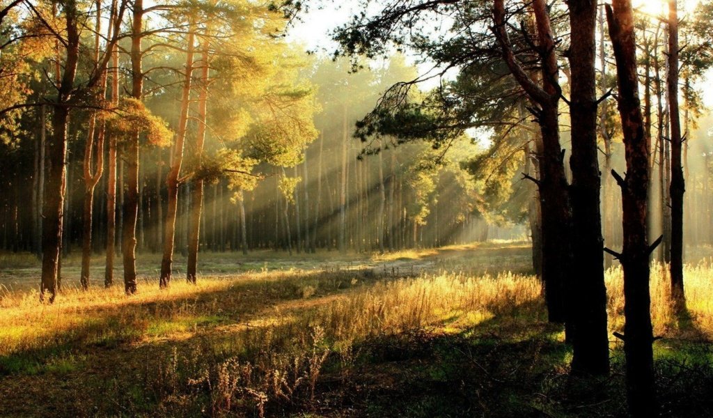Обои деревья, солнце, лес, осень, солнечные лучи, trees, the sun, forest, autumn, the sun's rays разрешение 2000x1250 Загрузить
