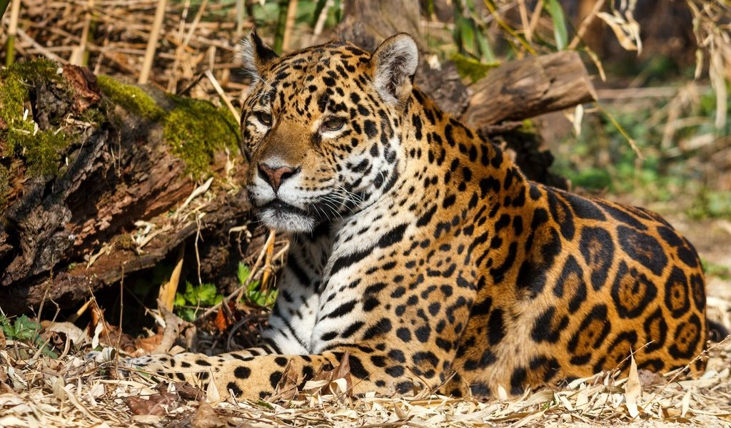 Обои природа, хищник, ягуар, дикая кошка, nature, predator, jaguar, wild cat разрешение 2048x1365 Загрузить