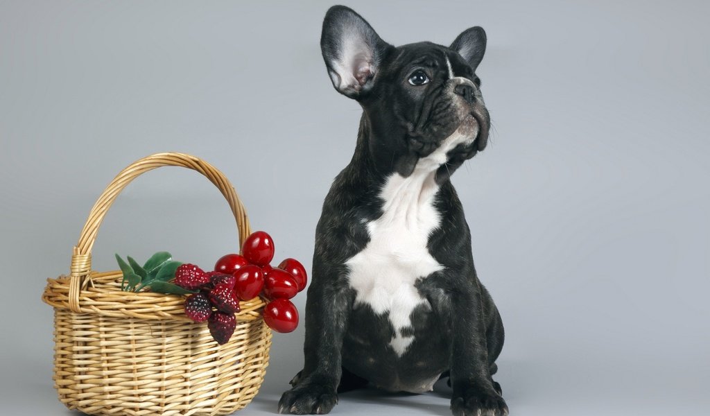 Обои собака, щенок, корзина, ягоды, французский бульдог, dog, puppy, basket, berries, french bulldog разрешение 2560x1600 Загрузить