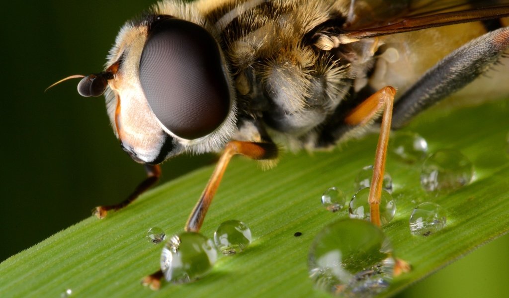 Обои глаза, макро, капли, лист, насекомые, пчела, крупным планом, eyes, macro, drops, sheet, insects, bee, closeup разрешение 2048x1365 Загрузить