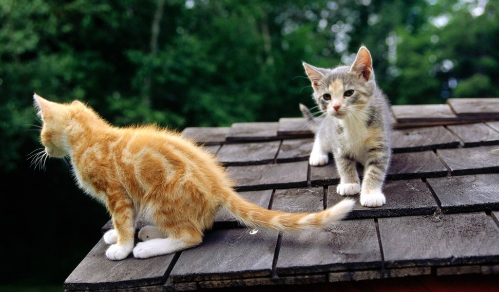 Обои кошки, крыша, котята, любопытство, cats, roof, kittens, curiosity разрешение 1920x1200 Загрузить