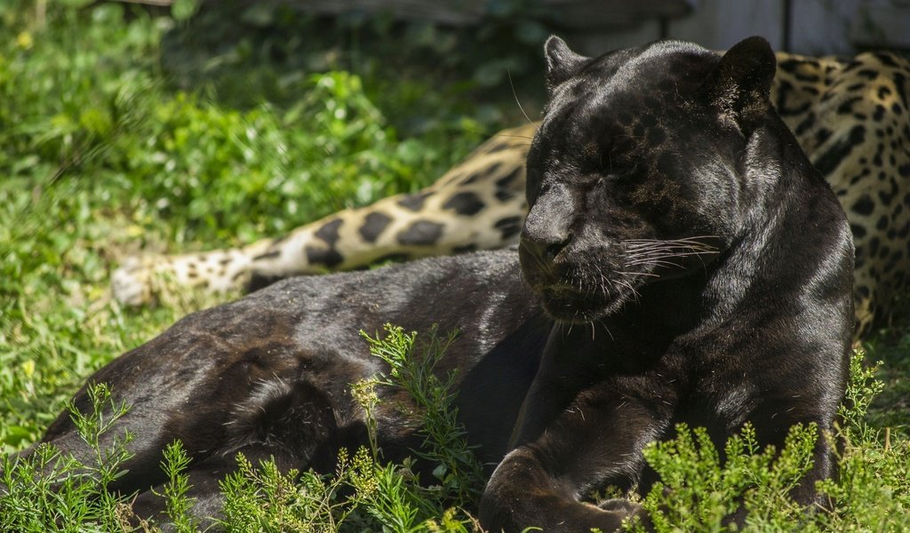 Обои лежит, хищник, пантера, дикая кошка, черный ягуар, lies, predator, panther, wild cat, black jaguar разрешение 2560x1713 Загрузить