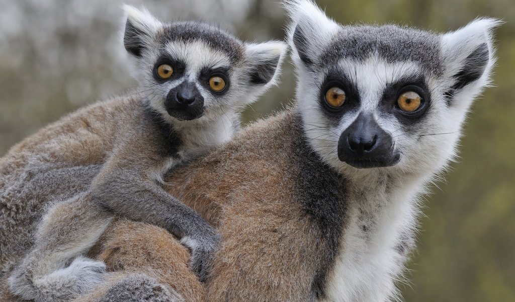 Обои животные, лемуры, детеныш, кошачий лемур, катта, ring-tailed lemur, animals, lemurs, cub, a ring-tailed lemur, katta разрешение 2560x1600 Загрузить