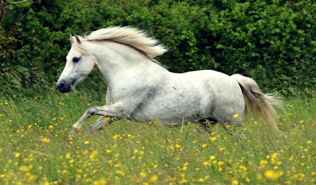 Обои цветы, лошадь, белый, луг, конь, грива, бег, flowers, horse, white, meadow, mane, running разрешение 2048x1287 Загрузить