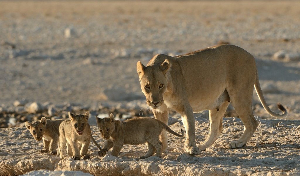 Обои львы, малыши, львята, котята, львица, детеныши, материнство, lions, kids, the cubs, kittens, lioness, cubs, motherhood разрешение 2048x1363 Загрузить