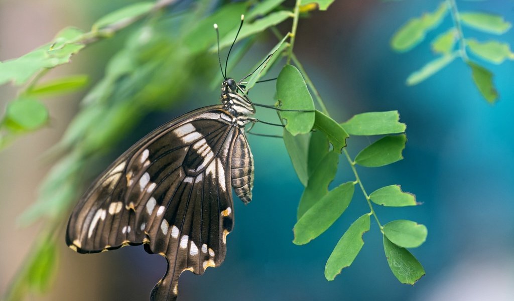 Обои ветка, листья, бабочка, крылья, насекомые, branch, leaves, butterfly, wings, insects разрешение 3000x1995 Загрузить