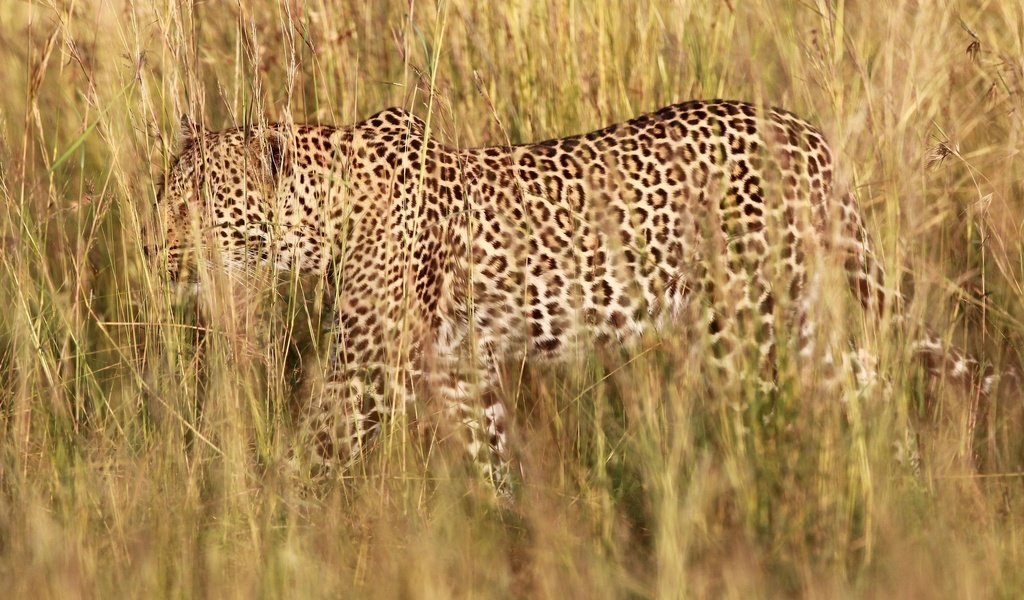 Обои трава, природа, леопард, хищник, grass, nature, leopard, predator разрешение 1945x1273 Загрузить