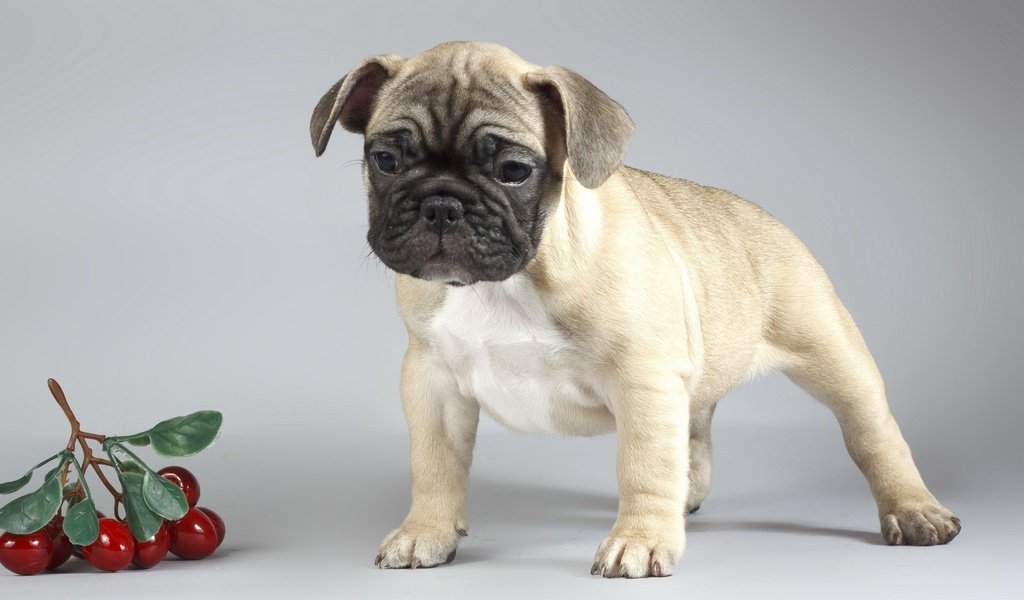 Обои фон, собака, щенок, вишни, мопс, background, dog, puppy, cherry, pug разрешение 2560x1600 Загрузить