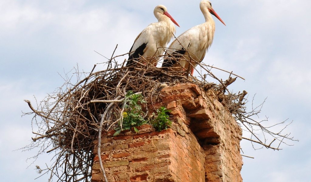 Обои небо, птицы, труба, гнездо, аисты, the sky, birds, pipe, socket, storks разрешение 1920x1440 Загрузить