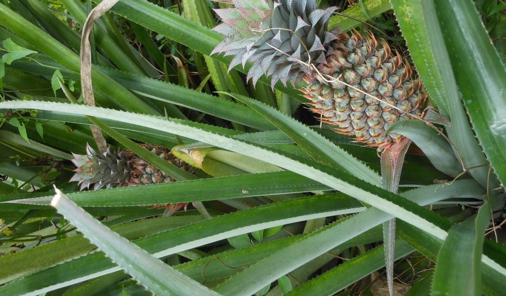 Обои природа, растение, ананас, nature, plant, pineapple разрешение 2592x1944 Загрузить