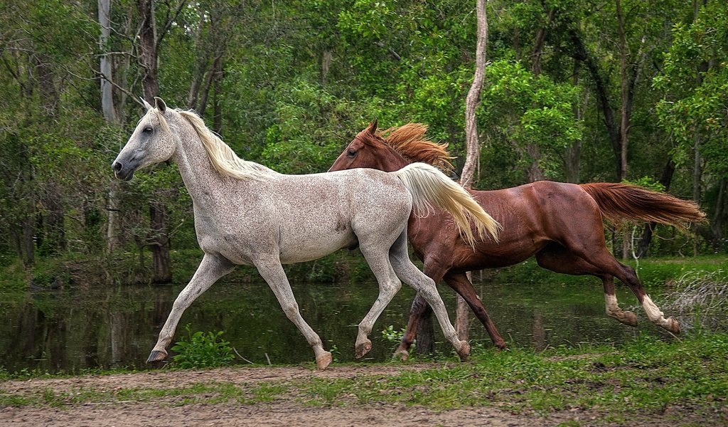 Обои деревья, вода, природа, лошади, кони, бег, гривы, trees, water, nature, horse, horses, running, mane разрешение 2048x1324 Загрузить