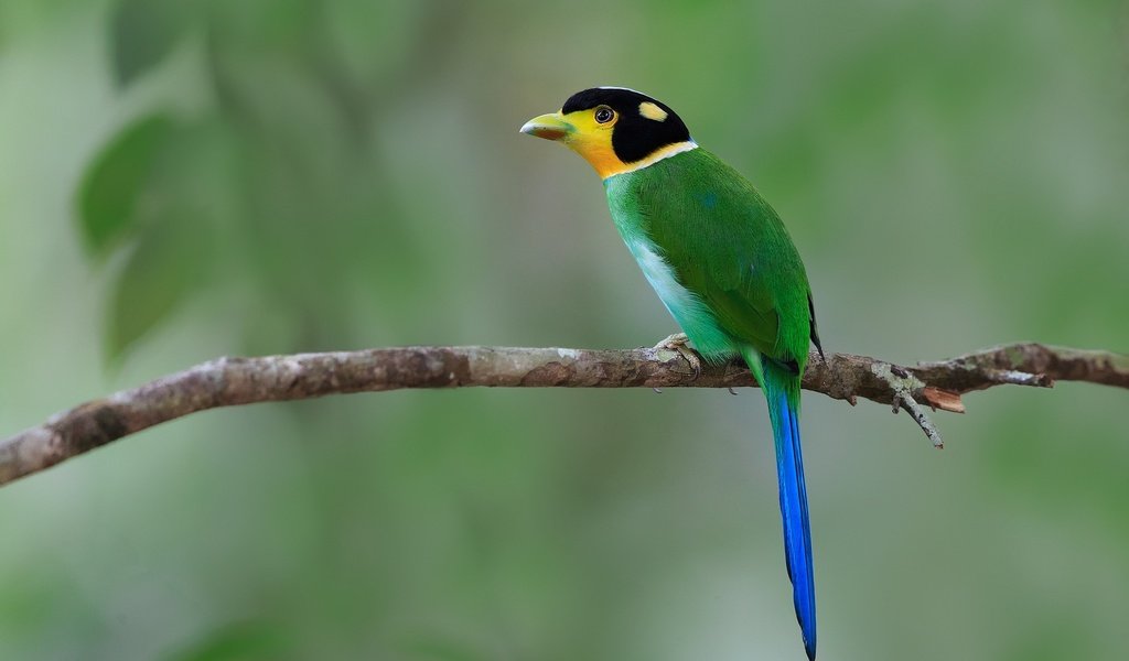 Обои ветка, фон, птица, длиннохвостый ширококлюв, branch, background, bird, long-tailed sirococcus разрешение 2048x1323 Загрузить