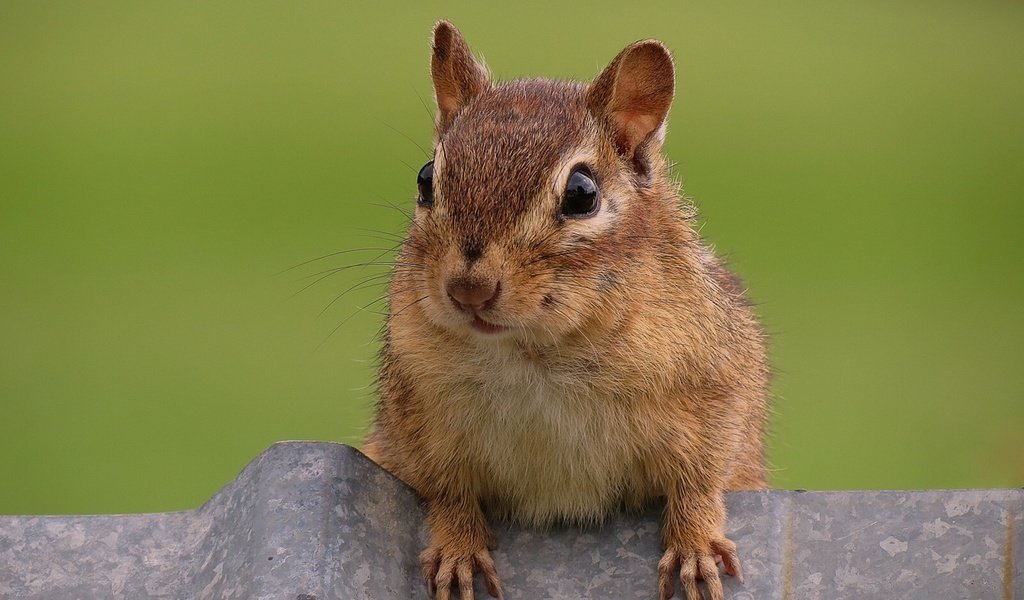 Обои животные, бурундук, грызун, любопытный, animals, chipmunk, rodent, curious разрешение 1920x1440 Загрузить