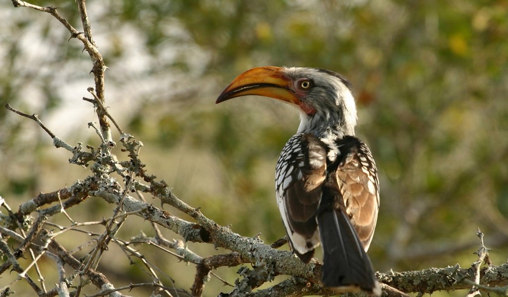 Обои африка, птицы, южный желтоклювый ток, птица-носорог, africa, birds, southern yellow-nib current, hornbill разрешение 2000x1333 Загрузить