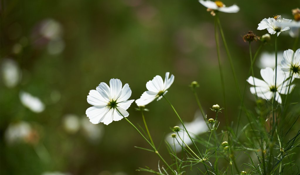 Обои цветы, зелень, поле, белая, космея, flowers, greens, field, white, kosmeya разрешение 1920x1200 Загрузить