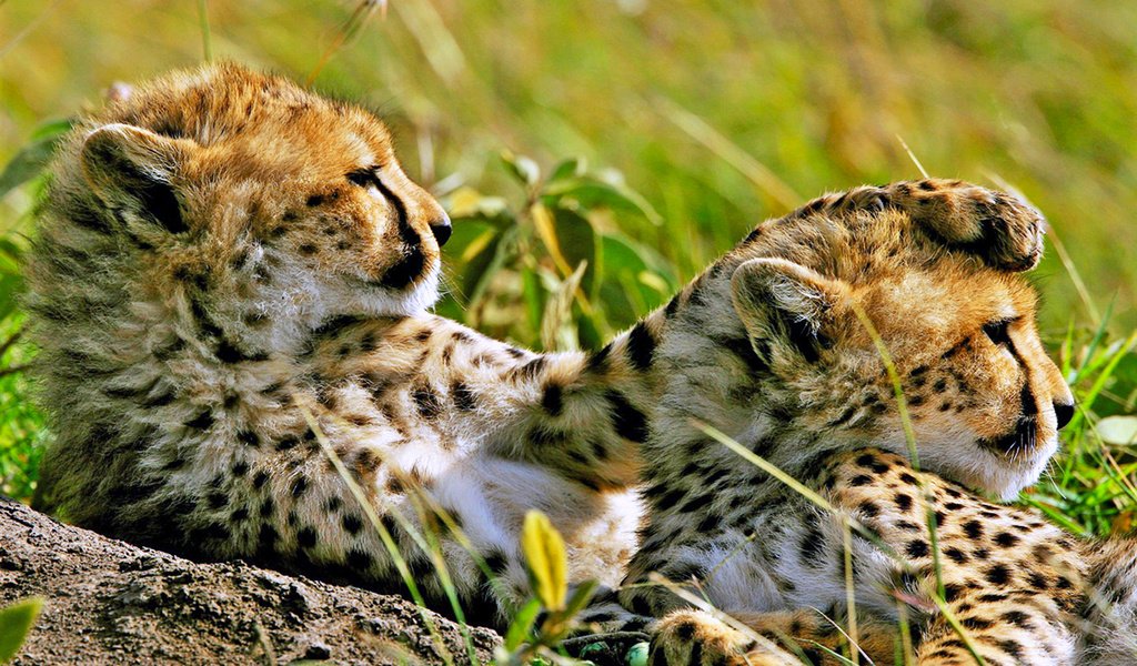 Обои гепарды, cheetahs разрешение 1920x1200 Загрузить