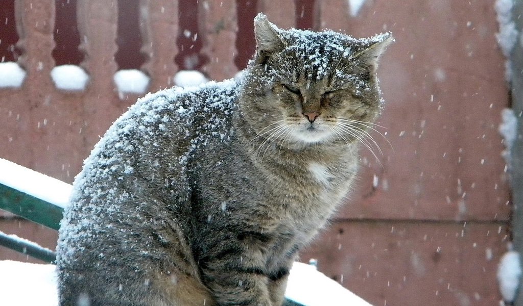 Обои зима, кот, серый, большой, снегопад, winter, cat, grey, large, snowfall разрешение 1920x1080 Загрузить