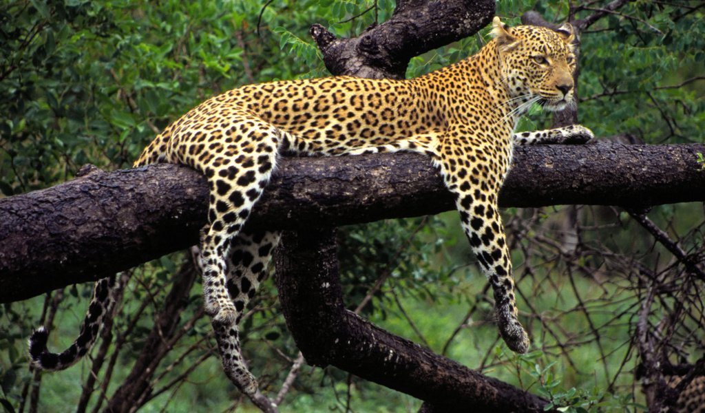 Обои дерево, леопард, хищник, животное, tree, leopard, predator, animal разрешение 1920x1080 Загрузить