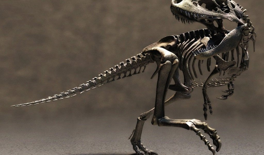 Обои скелет динозавра, dinosaur skeleton разрешение 2560x1440 Загрузить
