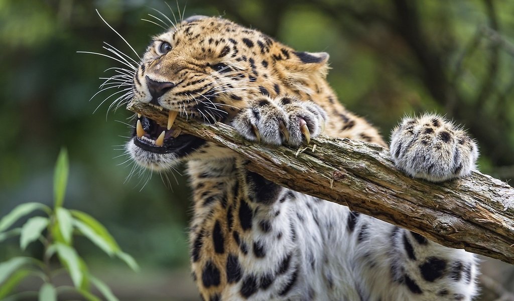 Обои леопард, животное, леопард грызет палку, leopard, animal, leopard chewing on a stick разрешение 1920x1080 Загрузить