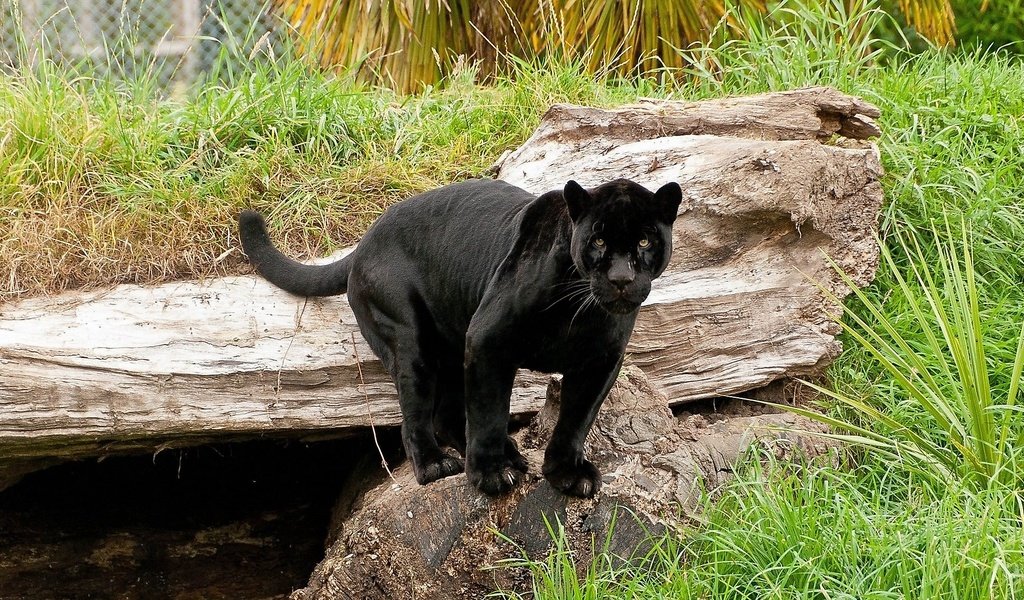 Обои кошка, пантера, черный ягуар, пантера на камне, cat, panther, black jaguar, panther on the rock разрешение 1920x1080 Загрузить