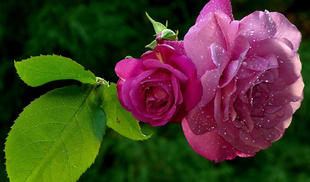 Обои листья, роса, капли, розы, лепестки, leaves, rosa, drops, roses, petals разрешение 1920x1200 Загрузить