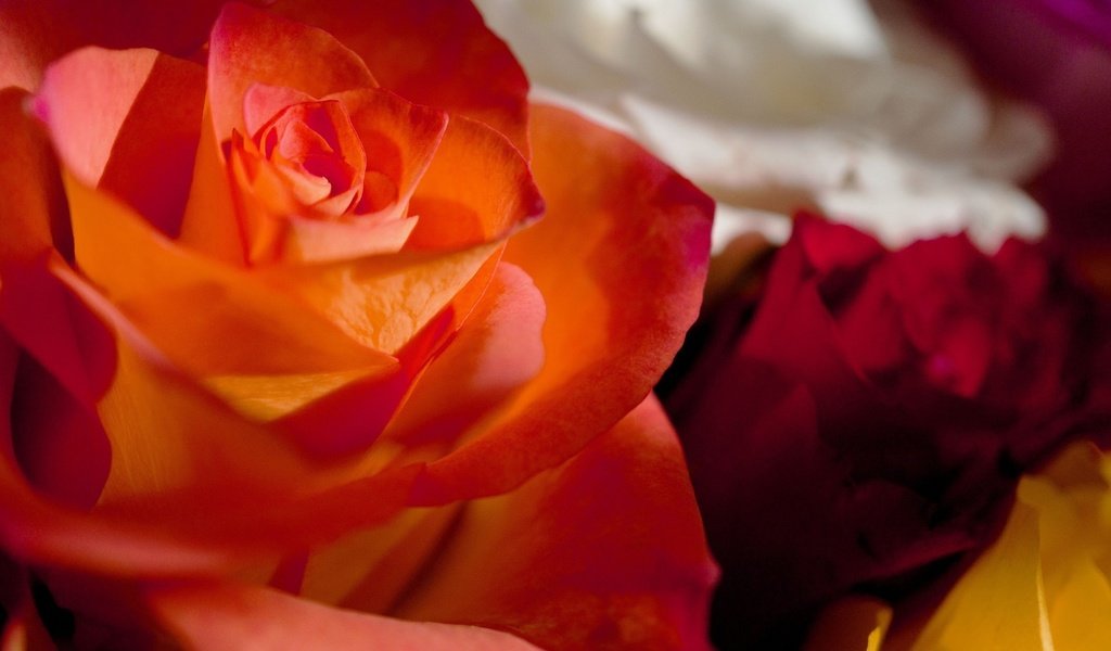 Обои цвета, макро, розы, роза, лепестки, букет, color, macro, roses, rose, petals, bouquet разрешение 1920x1080 Загрузить