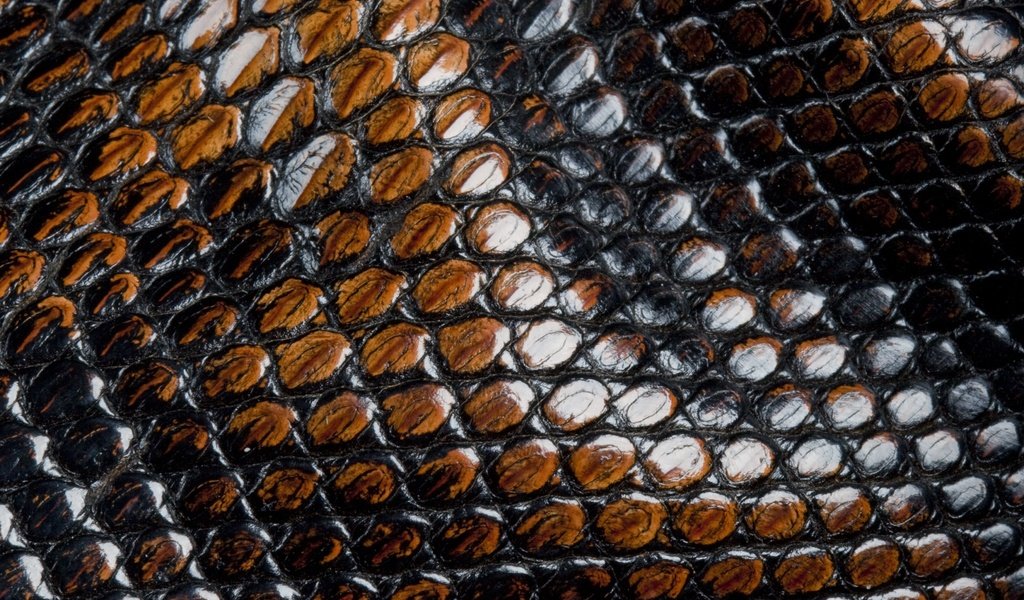 Обои кожа, змеи, чешуя, animal texture, leather, snakes, scales разрешение 3734x2367 Загрузить