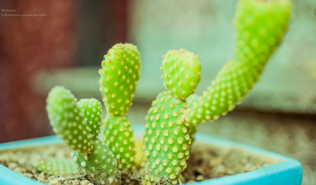 Обои кактусы, cacti разрешение 1920x1080 Загрузить