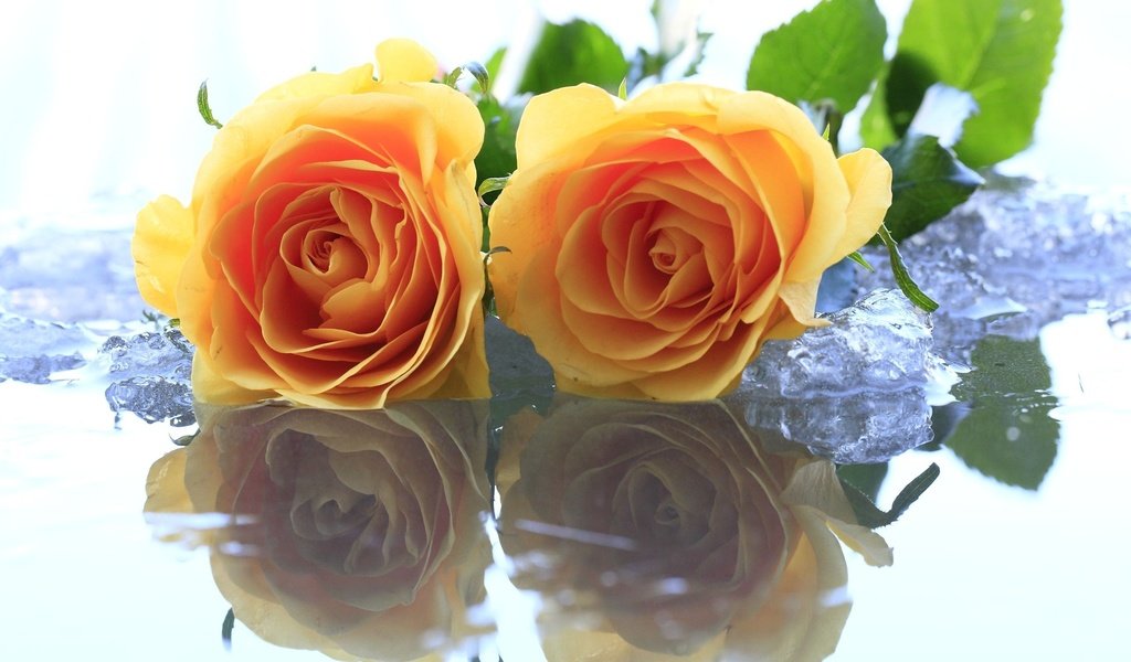 Обои цветы, вода, желтый, розы, лёд, flowers, water, yellow, roses, ice разрешение 1920x1080 Загрузить