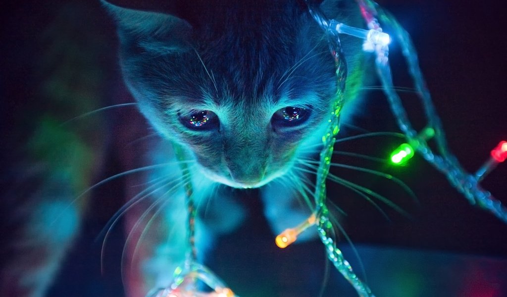 Обои огни, кот, мордочка, усы, кошка, взгляд, котенок, гирлянда, lights, cat, muzzle, mustache, look, kitty, garland разрешение 2560x1600 Загрузить