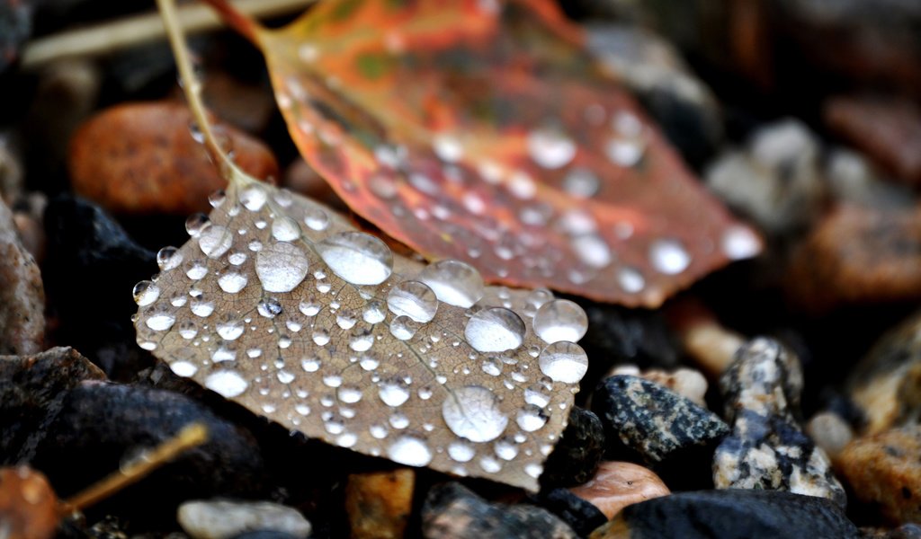 Обои камни, листья, капли, stones, leaves, drops разрешение 2560x1600 Загрузить