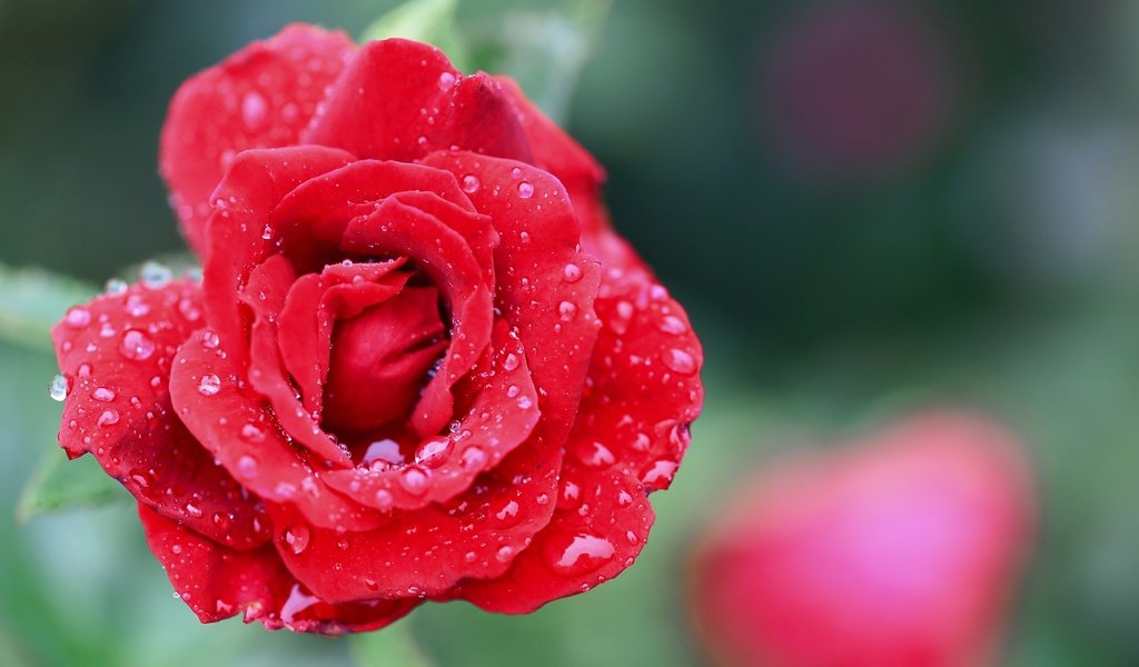 Обои цветок, капли, роза, лепестки, flower, drops, rose, petals разрешение 2560x1600 Загрузить