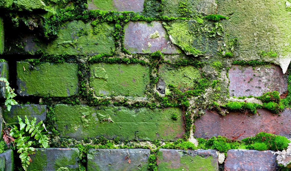 Обои узор, стена, мох, кирпич, кирпичная стена, moss (узор, мох), pattern, wall, moss, brick, brick wall, moss (pattern, moss) разрешение 2560x1600 Загрузить