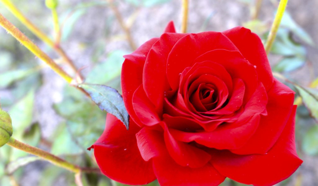 Обои макро, фото, красная роза, macro, photo, red rose разрешение 2560x1600 Загрузить