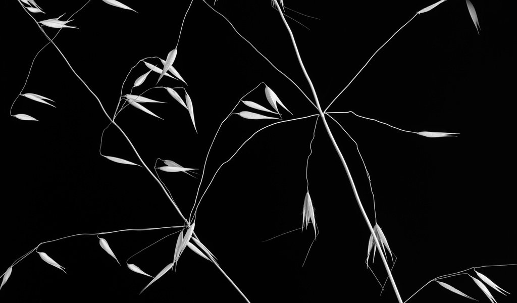 Обои фон, чёрно-белое, растение, злак, crossed lines, background, black and white, plant, cereal разрешение 2500x1667 Загрузить