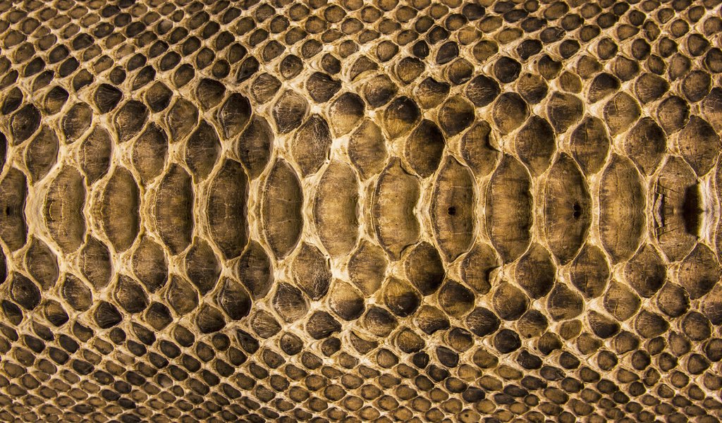 Обои текстура, змея, кожа, расцветка, чешуя, texture, snake, leather, colors, scales разрешение 2560x1600 Загрузить