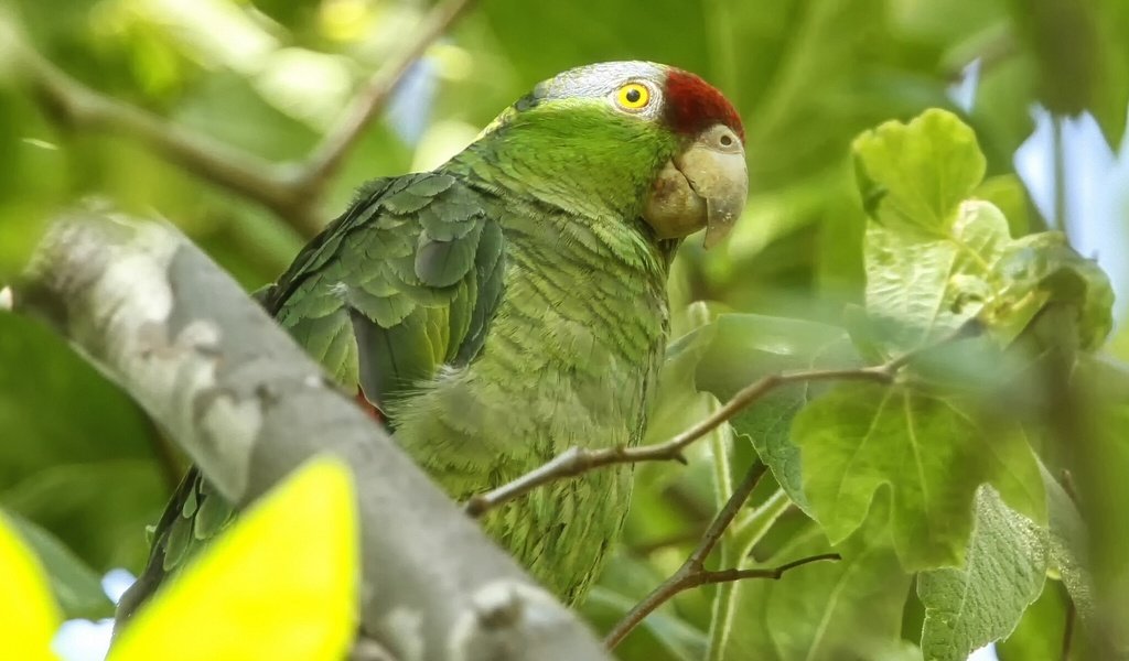 Обои птица, попугай, зеленощёкий амазон, bird, parrot, selenodesy amazon разрешение 1920x1200 Загрузить