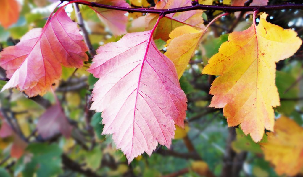 Обои листья, осень, крупный план, leaves, autumn, close-up разрешение 2560x1600 Загрузить