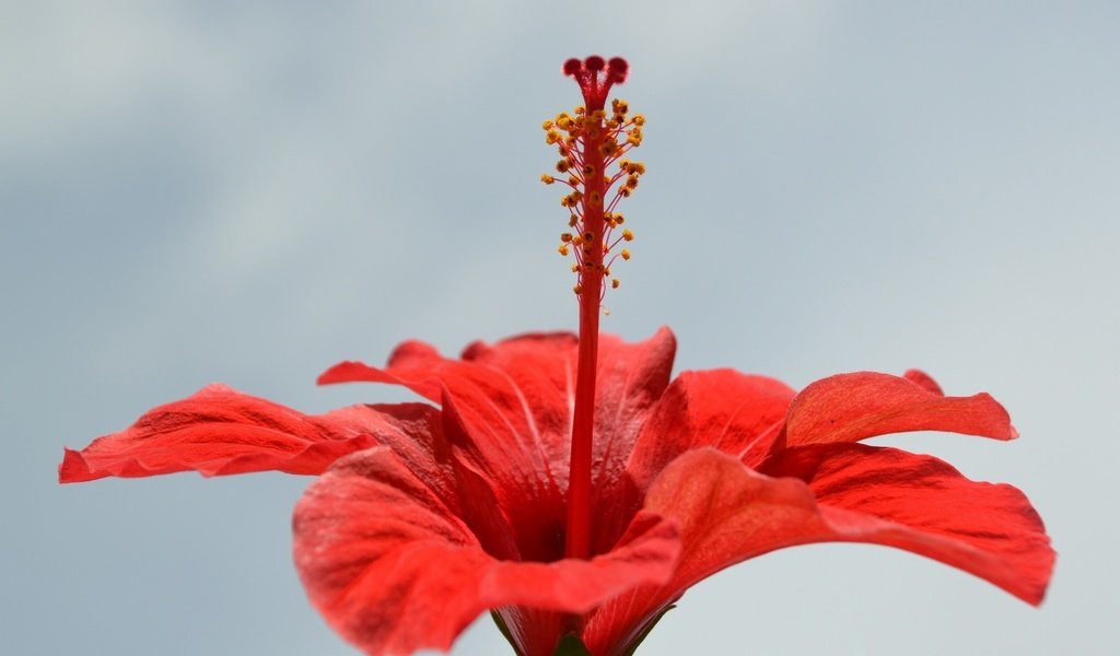 Обои макро, цветок, лепестки, красный, гибискус, macro, flower, petals, red, hibiscus разрешение 1920x1200 Загрузить