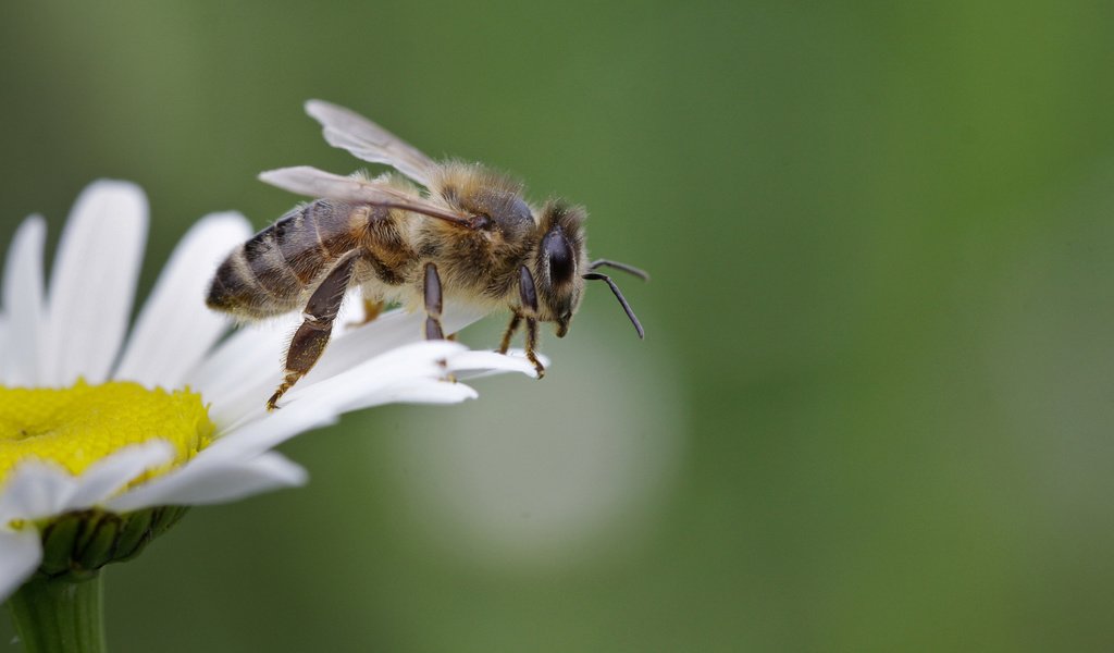 Обои насекомое, крылья, ромашка, пчела, пыльца, пчелка сидит на ромашке, пчела собирает нектар, insect, wings, daisy, bee, pollen, bee sitting on camomile, a bee collects nectar разрешение 1920x1080 Загрузить